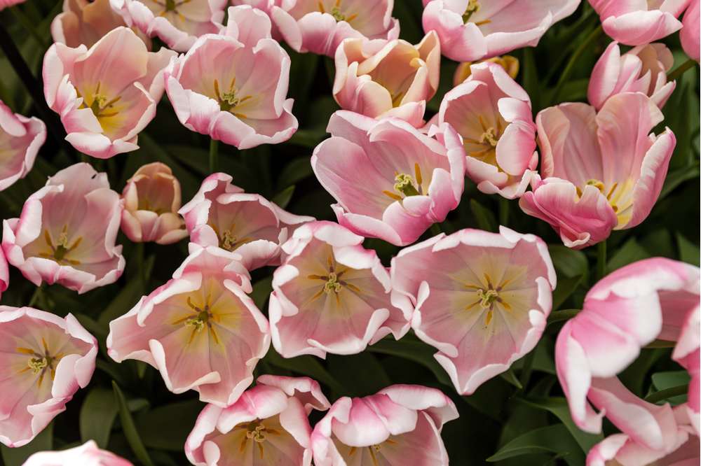Tulpan 'Mango Charm'